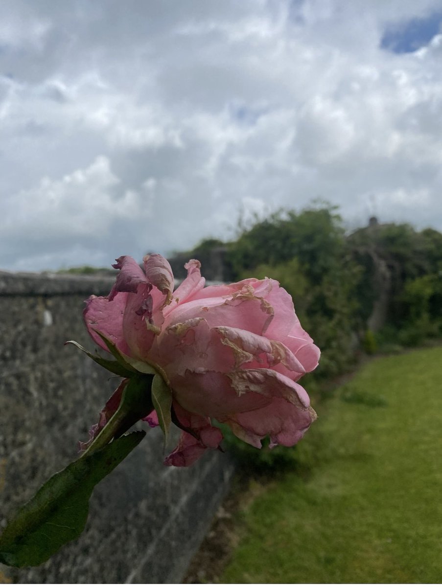 1/2 Between May 1953 and November 1954, six babies were adopted from the Tuam #MotherAndBabyHome to the United States.

In some cases the US adopting couple visited the home to see the child of their choice.

During that time May 1953 - Nov ‘54 thirteen children died in