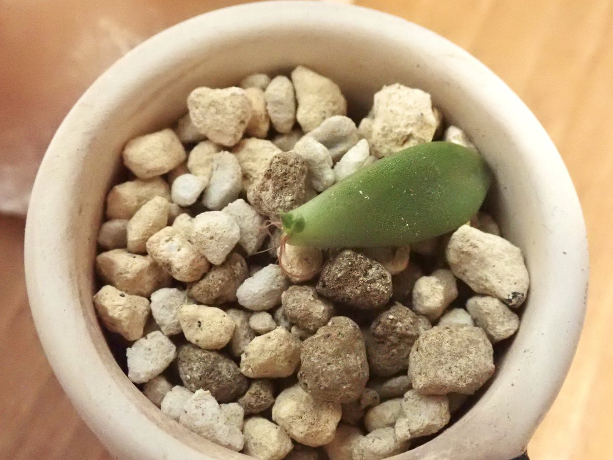 monkey_seven's tweet image. 長女にもらった多肉植物
落ちた葉を葉挿し
いつのまにか、小さいな芽が出た🌱

#葉挿し
#多肉植物