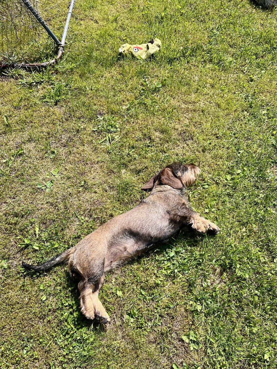 HeidiJuopperi's tweet image. Raato ja riekale. 
#taide