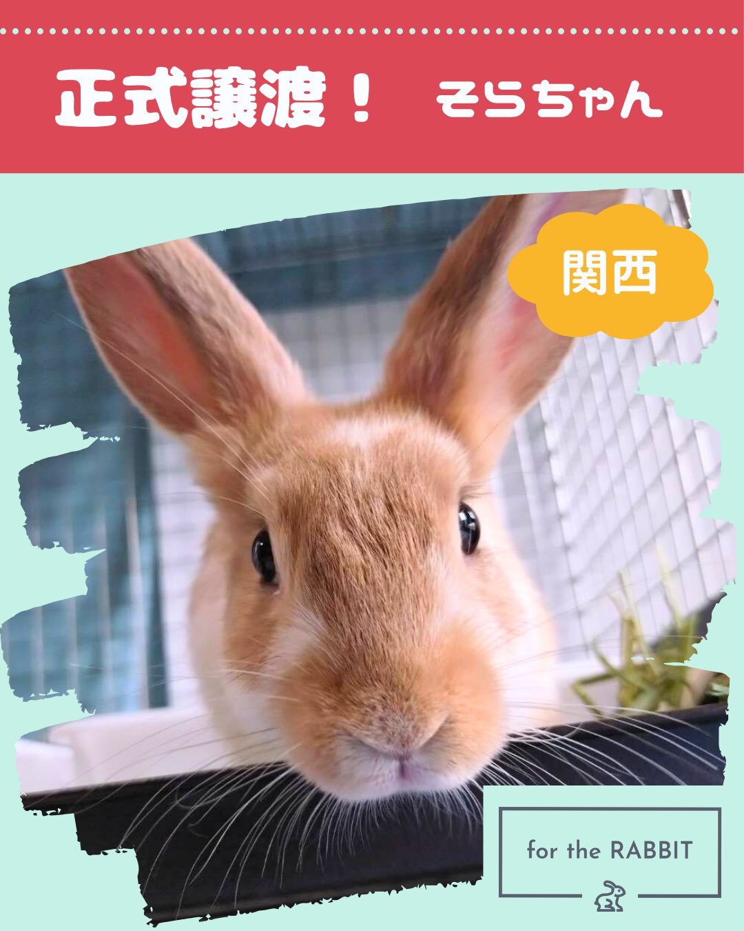 2025年新作 ウサギデザイン🐇🦜 (@sera46chan96) / X フラワー・リース