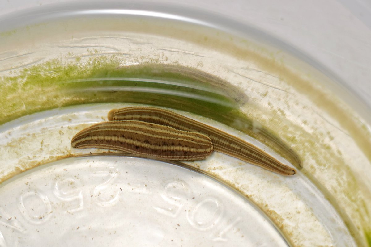 チスイビル
𝘏𝘪𝘳𝘶𝘥𝘰 𝘯𝘪𝘱𝘱𝘰𝘯𝘪𝘢

昨年から言っている様に日本には恐らくチスイビルは2種居る。この種がいわゆるチスイビル(𝘏. 𝘯𝘪𝘱𝘱𝘰𝘯𝘪𝘢)で、非吸血状態でも60mm程になる。山間部の溜池や湿地で見つかる個体はほとんど本種なのではと思う。