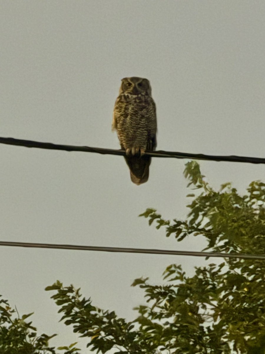 emmilkowski's tweet image. Gorgeous owl doing some predawn hunting in the field behind my house.