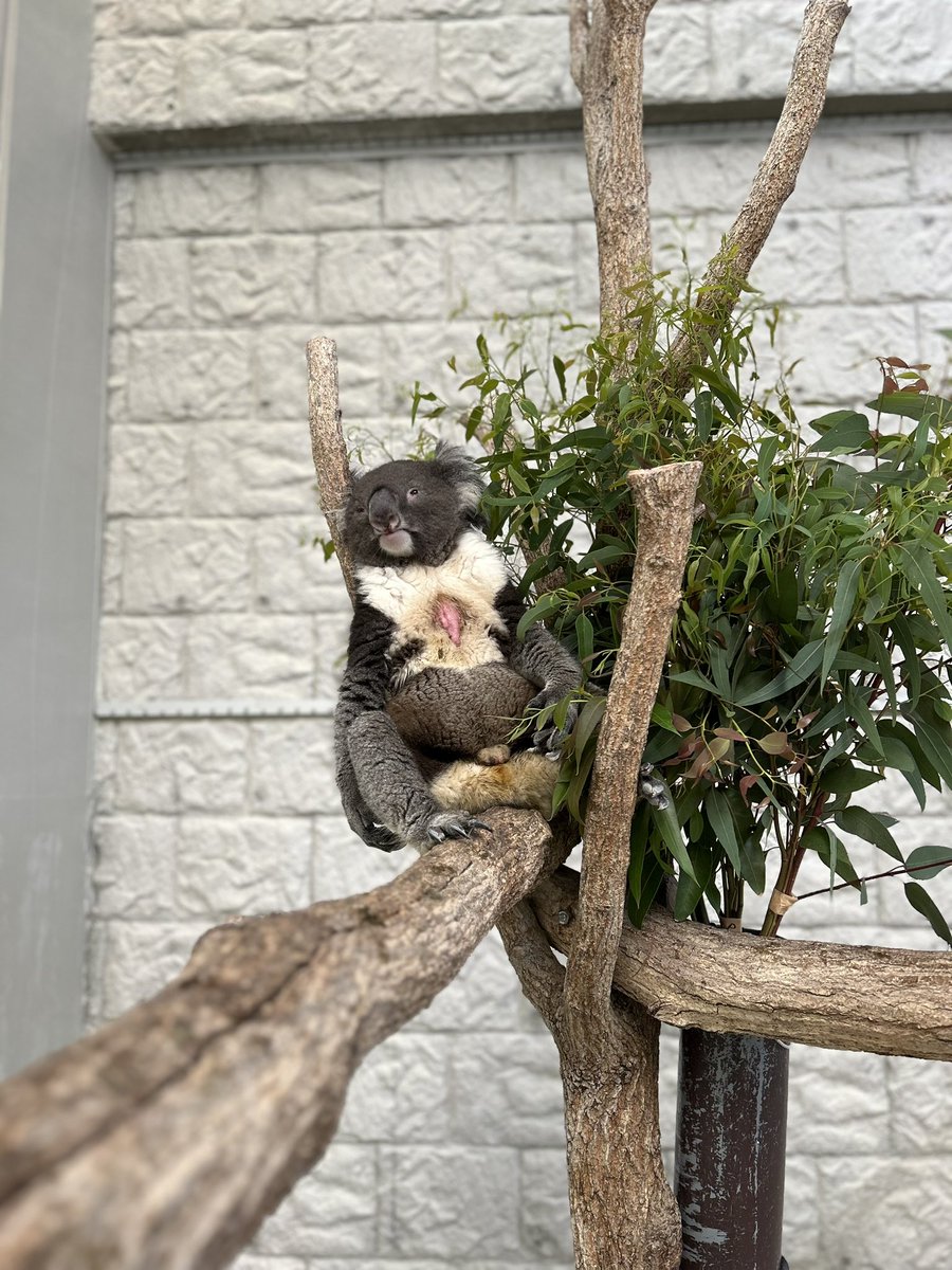 淡路ファームパーク イングランドの丘【公式】 on X