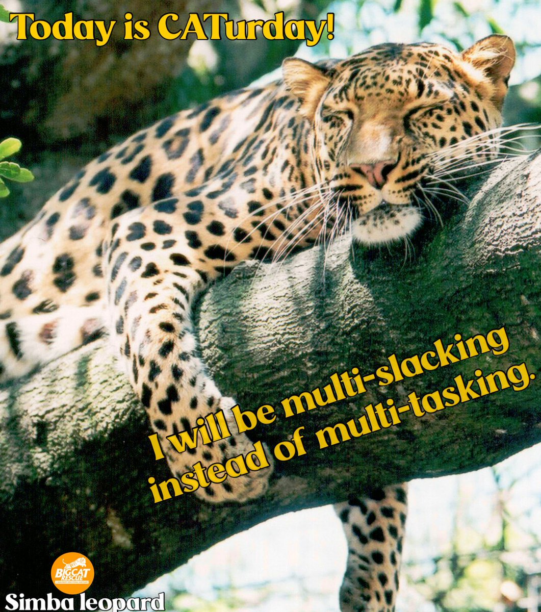 “Today is CATurday! I will be multi-slacking instead of multi-tasking.” 

#SimbaLeopard #BigCatRescue #Leopard #Cat #Saturday #CATurday #Multitasking #Rest #Relax #Weekend #WeekendPlans