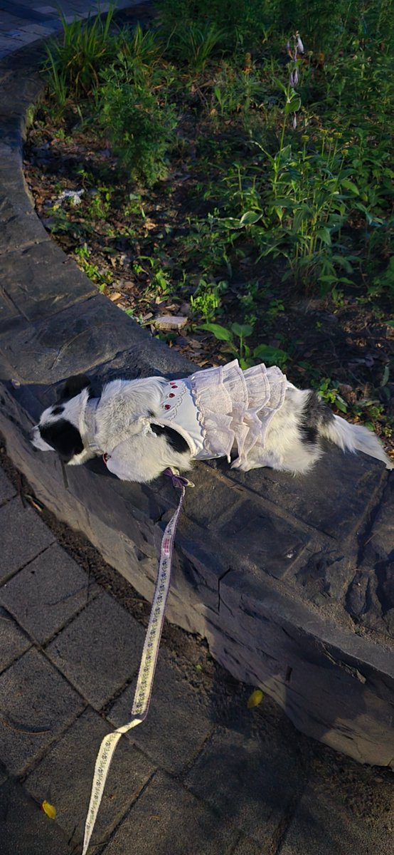 「제발 걷자」라는 말을 들었다.
잘 모르겠지만 아마도 편히 쉬라는 뜻이 분명하다.