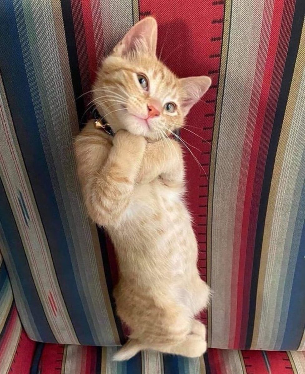 Felt cute, might shit in the house later.