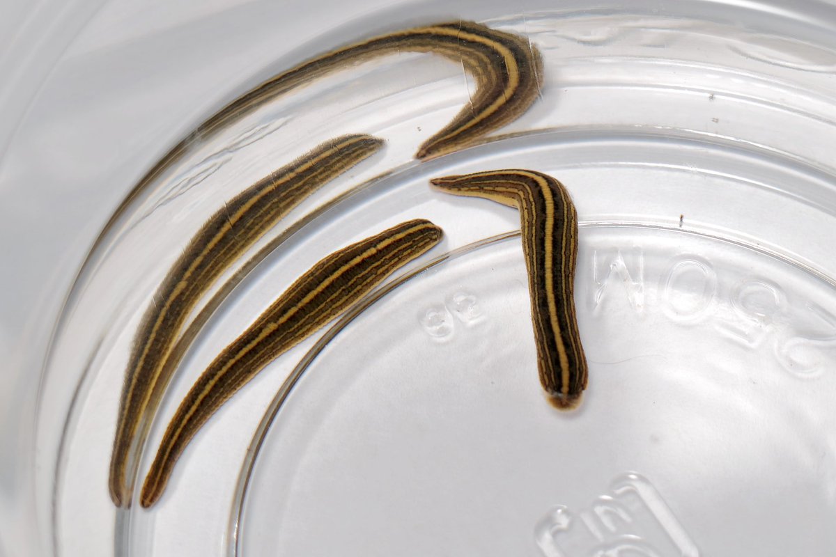 𝘏𝘪𝘳𝘶𝘥𝘰 cf. 𝘵𝘪𝘢𝘯𝘫𝘪𝘯𝘦𝘯𝘴𝘪𝘴

この種は平野部の水田に居る印象。数は多くないものの住宅街に残された水田にも居る。こちらは20〜30mmでも交尾を行うので、前者よりもかなり小型。
一応cfなのは未だに切り開いていないから。切り開いて面白かったら論文かなんか書きます(予定)。