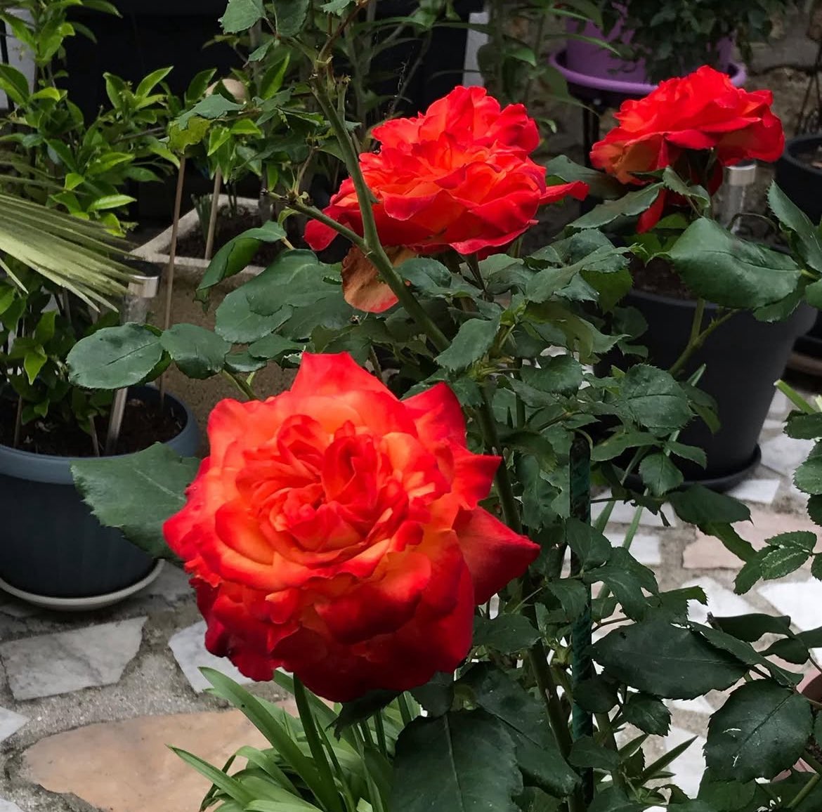 these roses got such a bright color i love the contrast