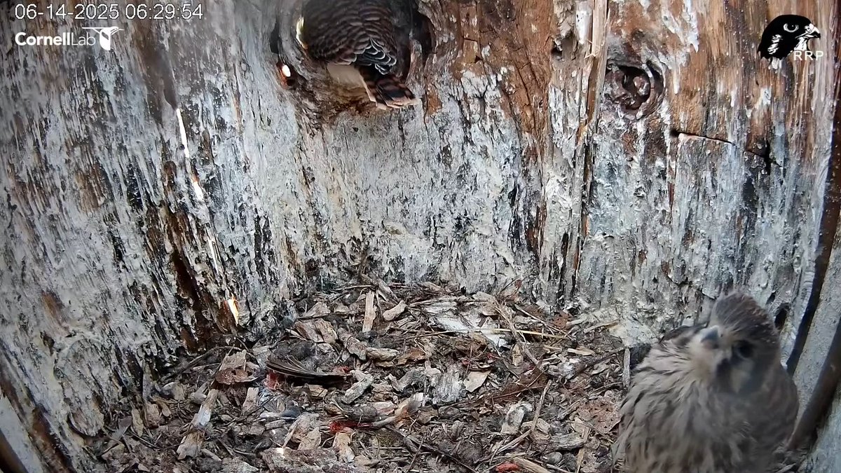 6:29 6/14 The two remaining kestrel chicks
