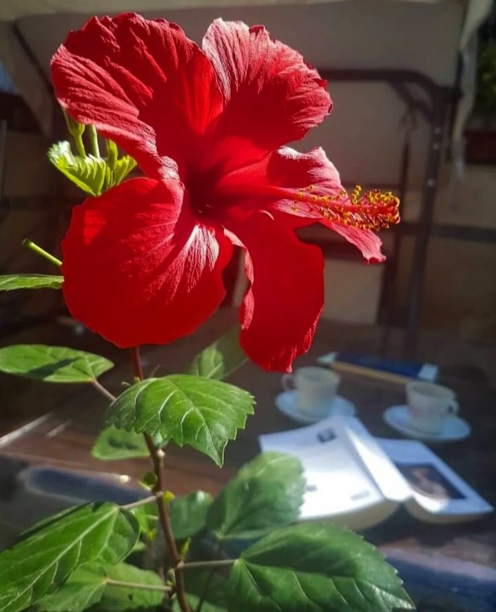 sidolarinsevili's tweet image. Yaşamı sevmeyi öğreten doğadır! Kıymeti biline... 💚❤ #Malvaceae #JaponGülü #HibiscusRosaSinensis