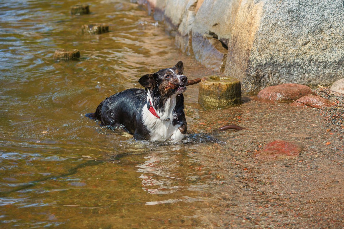 Cease doomscrolling and behold the Dogs I saw today: