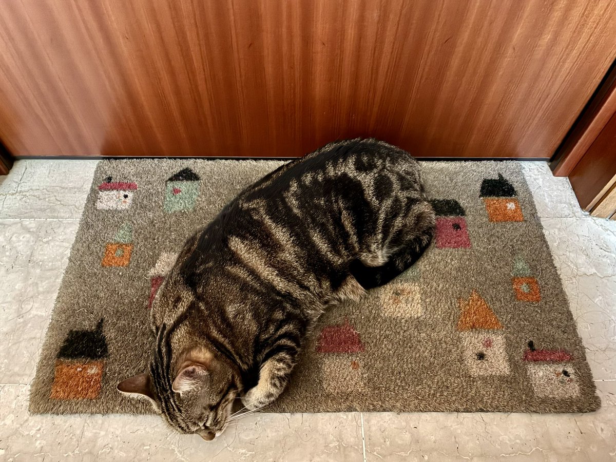 No entry until I finish my nap 🐱💤 ⛔️🚪 #Caturday