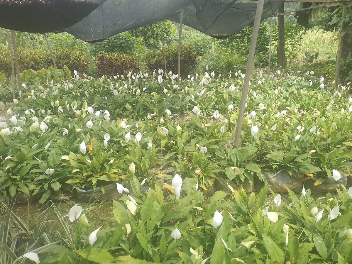 Are you looking to beautify your home, garden, or project site?

Here we have  flower seedlings or other ornamental plants for you, you're warmly invited to visit our nursery.

We’ve got a variety waiting for you, grown with care, ready to plant!

📍Visit us or DM for directions.