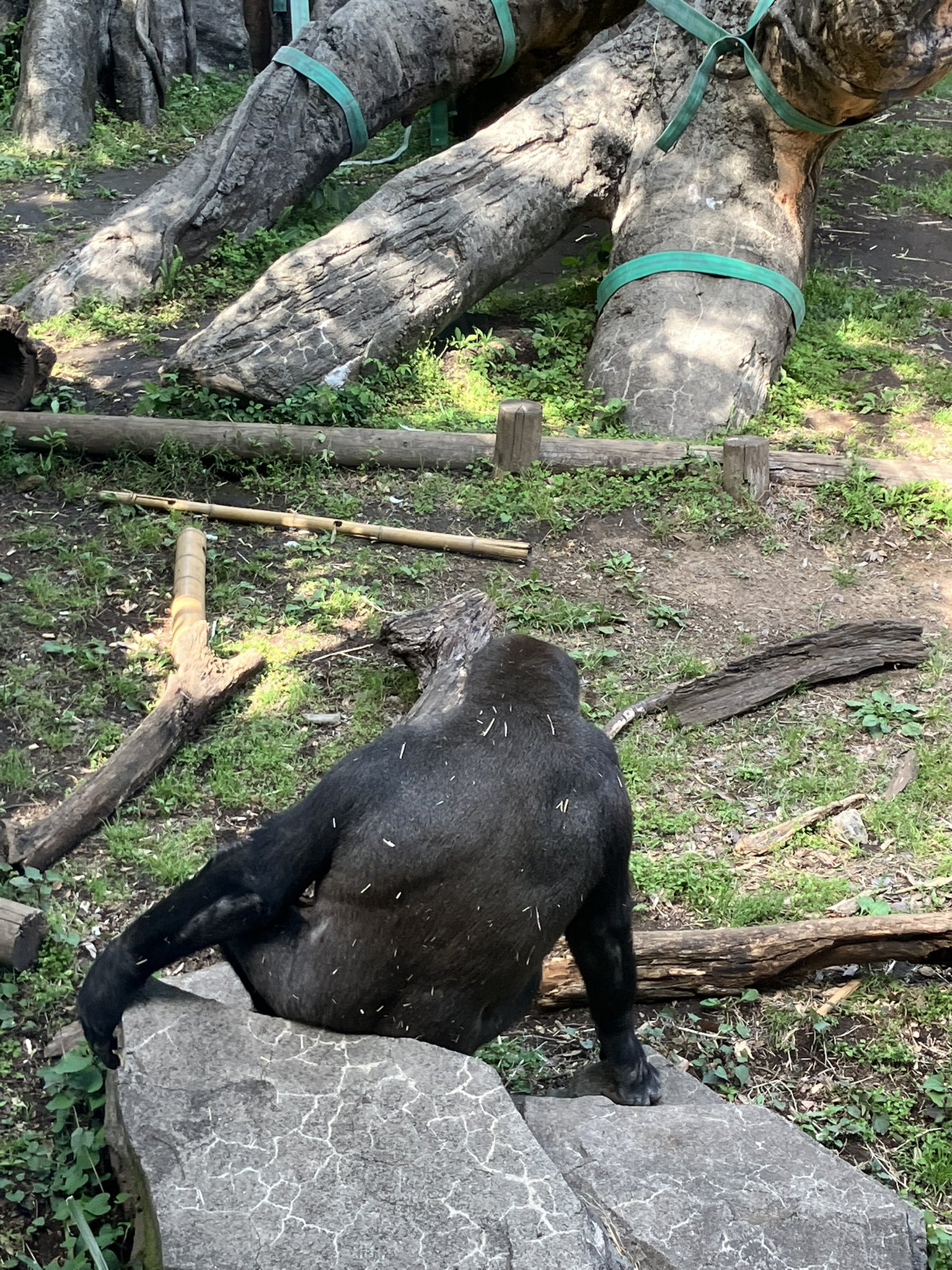 Gorilla⭐️Genki was finally able to fall asleep after being