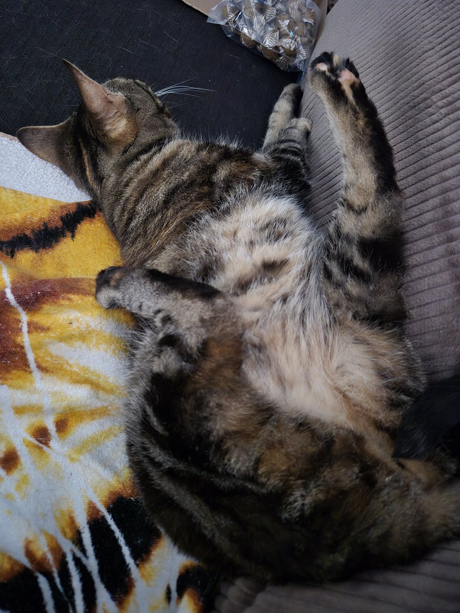 Kenya_Muppet's tweet photo. @TribbleSlayer_1 @Muizemuis @Vlooienbaalcom @Amadeusivan @Tammar82879010 @karpeteim @LouisXIV_LeChat @KosjkaPoesjkina @de_frode @TTuintijger @WoodsCat8 @OKatert @Turtleka @OscarKater @JanLLeutscher @Knorremuis @Muisjespoes @NlPjotr Thnx voor de #FF 
Frens en fijne warme weekend. Ik lig lekker als een model in de kamer, hooman zegt al dat ik een ikea bouwpakket ben.  😹😹 https://t.co/KUo8W7iCLo