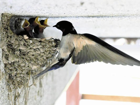 livedoornews's tweet photo. 【事例相次ぐ】ツバメ「子育て期」巣の無断撤去、富山県が注意呼びかける
https://t.co/amqnqrvjYa

県によると、卵があったりヒナがいたりする巣の撤去が認められるのは���火災や漏電の危険がある場合や、個人宅ではフン害や健康被害、その恐れがある場合などに限られ、自治体の許可が必要だという。 https://t.co/Koz4fjFSlI