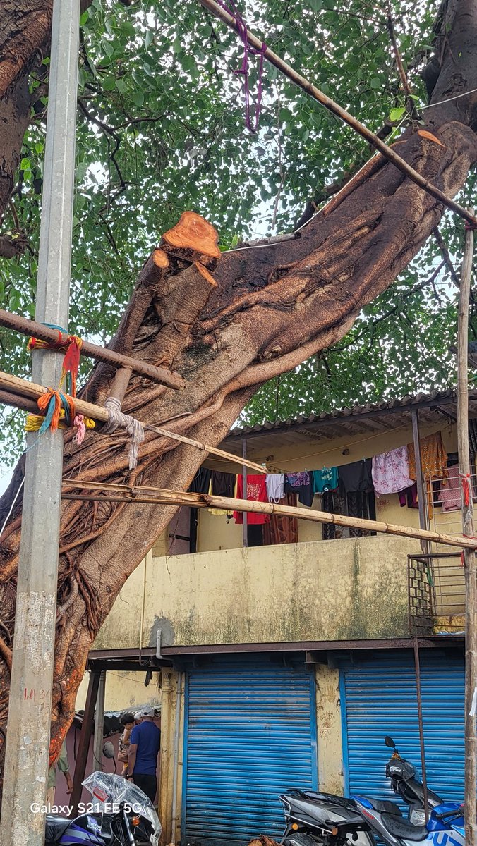 Ram1095075's tweet photo. @TMCaTweetAway
Hi I  stay at indiranagar rupadevi https://t.co/yaQiDR7Sr0 can see in the image .trees has been cut  where we do the pooja .how they can cut the half trees .please take action against them
@Pankajamunde.please take action against them.
@CMOMaharashtra -please look https://t.co/JrlKk3SpKY