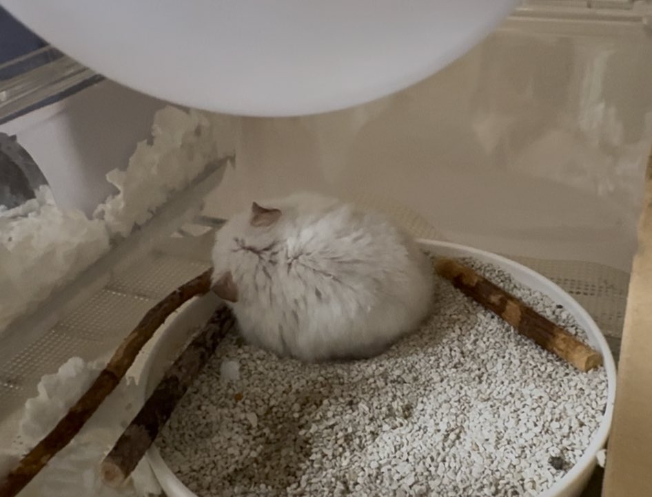 NENEand3hams's tweet image. Momi🐹❤️

明日、15日で２歳と8ヶ月🎉🎂㊗️🎈
脇の腫瘍らしき出来物は変わらずあるけれど、気にする様子はなく元気です🍀このままMomiちゃんの邪魔をしないで大人しくしていてほしい。
バリアフリーになった広いトイレですみっコぐらし満喫中✨

#モミ　#Momi