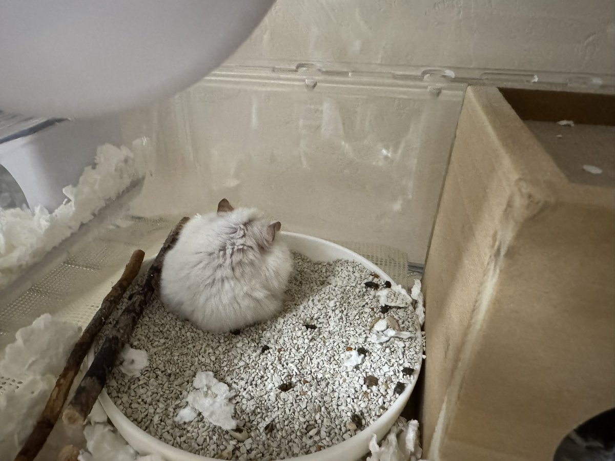 NENEand3hams's tweet image. Momi🐹❤️

明日、15日で２歳と8ヶ月🎉🎂㊗️🎈
脇の腫瘍らしき出来物は変わらずあるけれど、気にする様子はなく元気です🍀このままMomiちゃんの邪魔をしないで大人しくしていてほしい。
バリアフリーになった広いトイレですみっコぐらし満喫中✨

#モミ　#Momi