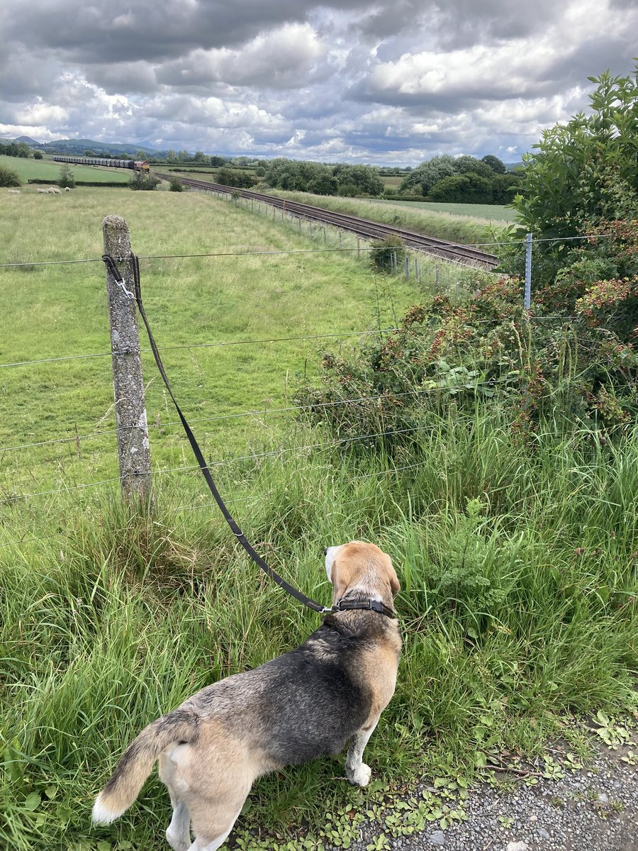 Absolutely amazing walkies this morning through a wheat field full of ladybirds 🐞 - I think all of my OTRB pals had come out to say arrrooooooo 🐞🐞🐞🐞🐞🐞🐞 🌈  And then I watched a really long train rumble past.