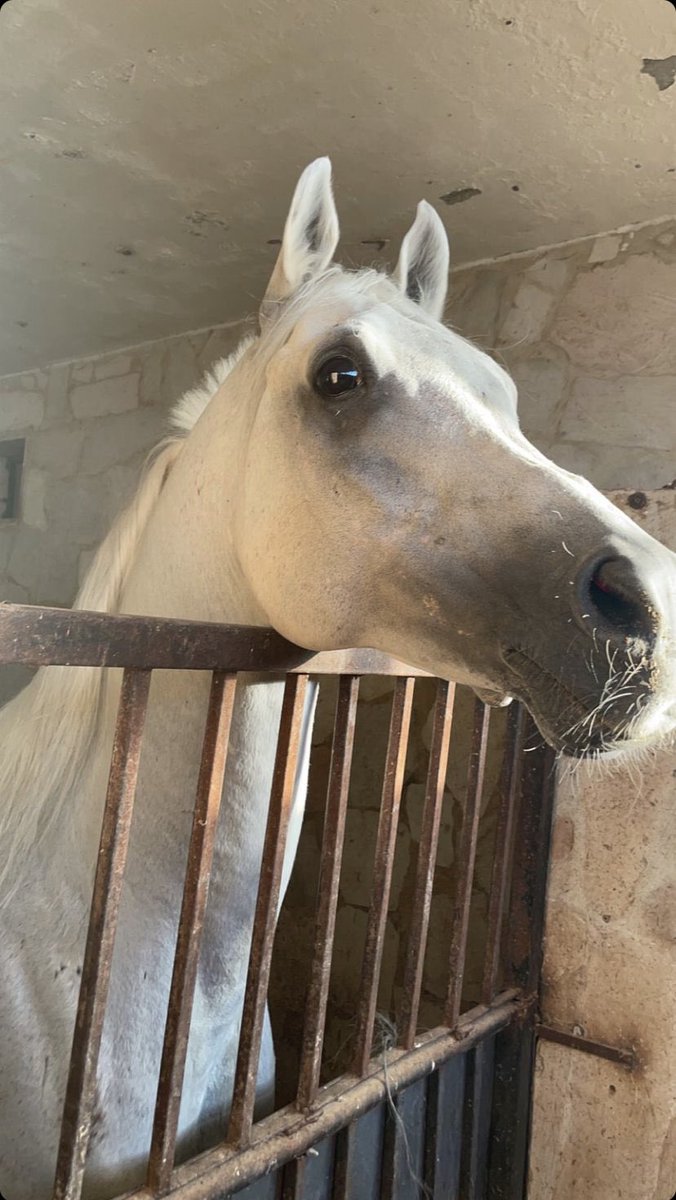 69fol's tweet image. مدير القوايل