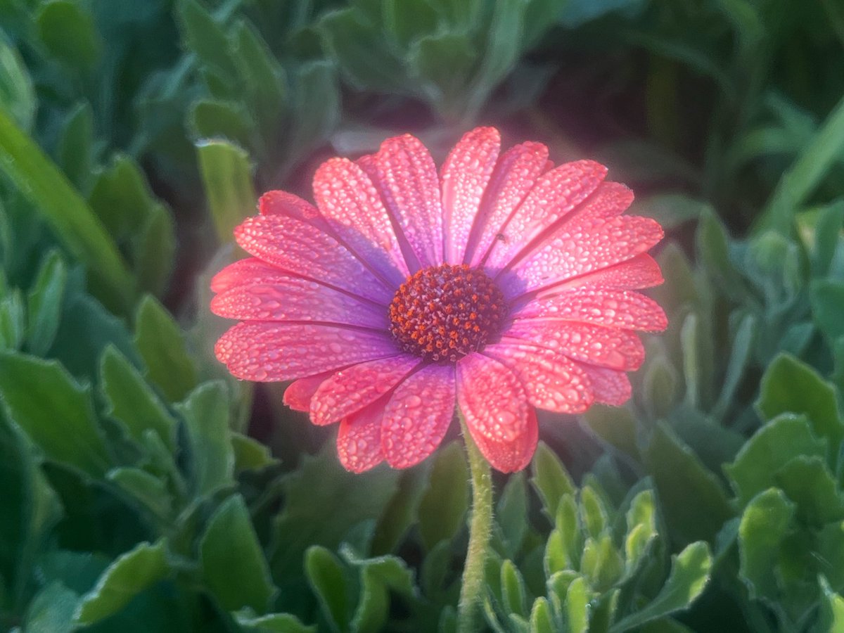 Happy Sunday #bloomscrolling