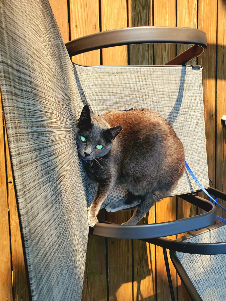 BM1531's tweet image. Lulú warns mommy to back off cause finder&apos;s keepers is staking out the best chair and she&apos;s ready to throw down paws to keep it.