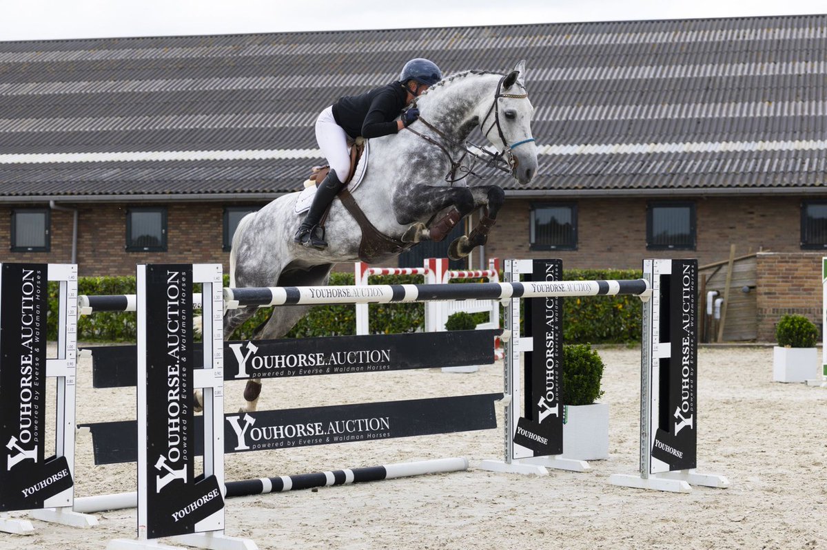 Juli-Sommer-Edition: Jetzt online bei Youhorse.auction 
horseweb.de/2025/06/21/jul… 
#Auktion