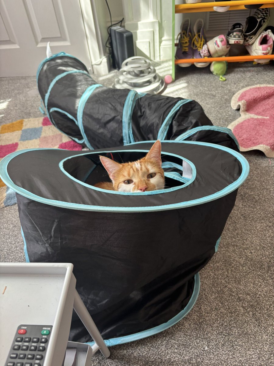 binkywinkywoo's tweet image. in my new tunnel 🤩