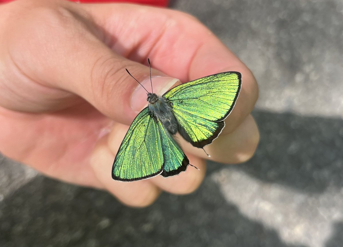 たまに見ます。 (@turbot_tst) / Posts / X