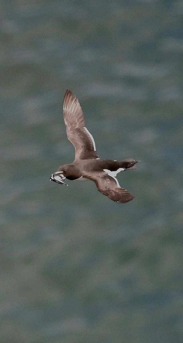 KELVIN NODEN ๐ฟ๐ฑ๐๐ณ (@kelvinnoden) on Twitter photo It's dinner time at the Razorbill's here's a beakfull of sandeels incoming ๐ฅฐ <a href="/Bempton_Cliffs/">RSPB Bempton Cliffs</a> It's dinner time at the Razorbill's here's a beakfull of sandeels incoming ๐ฅฐ <a href="/Bempton_Cliffs/">RSPB Bempton Cliffs</a>