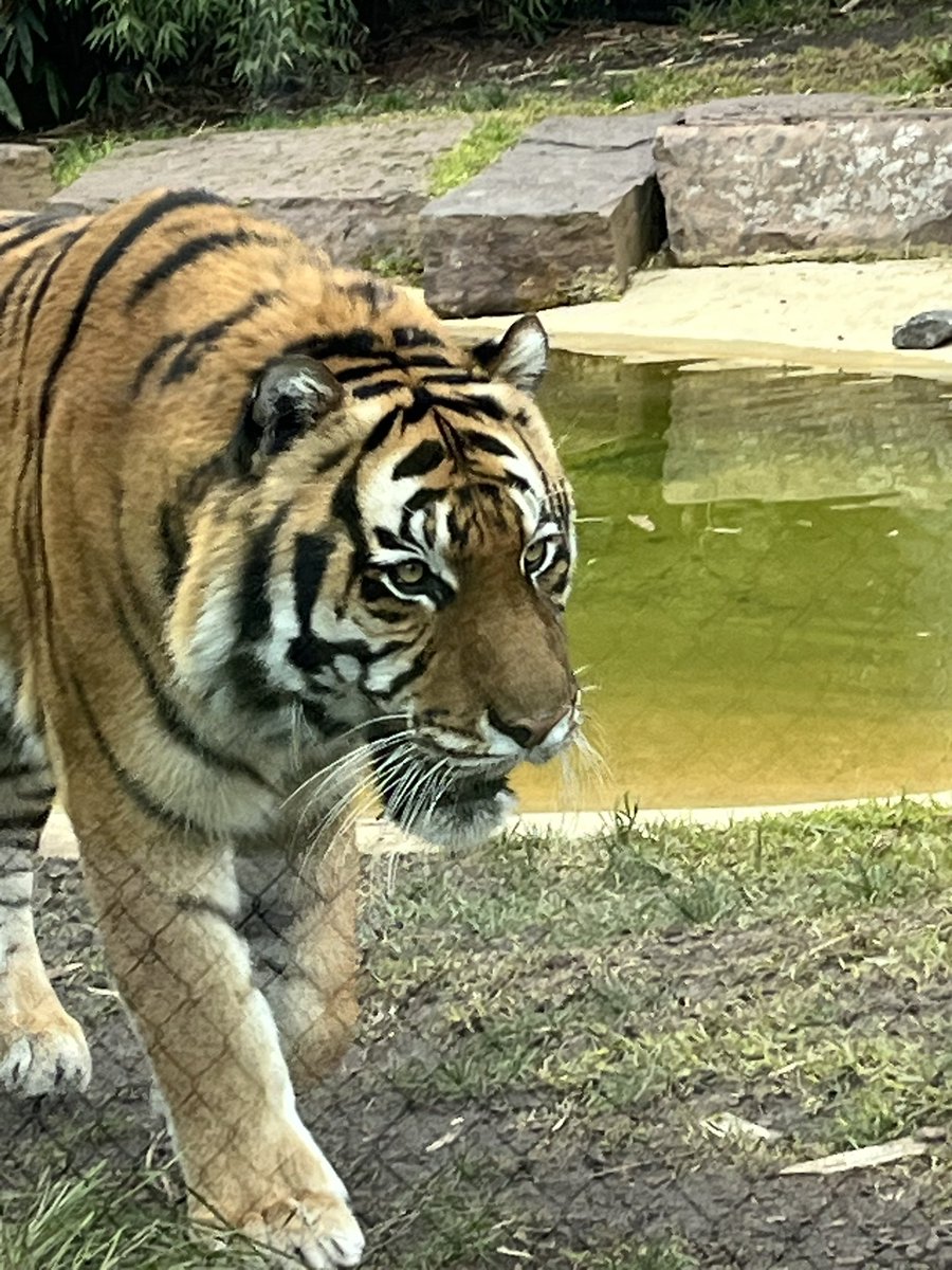 this is what Heaven is all about and we have been missing out so much : the Sumatran Tiger, majestic beauty