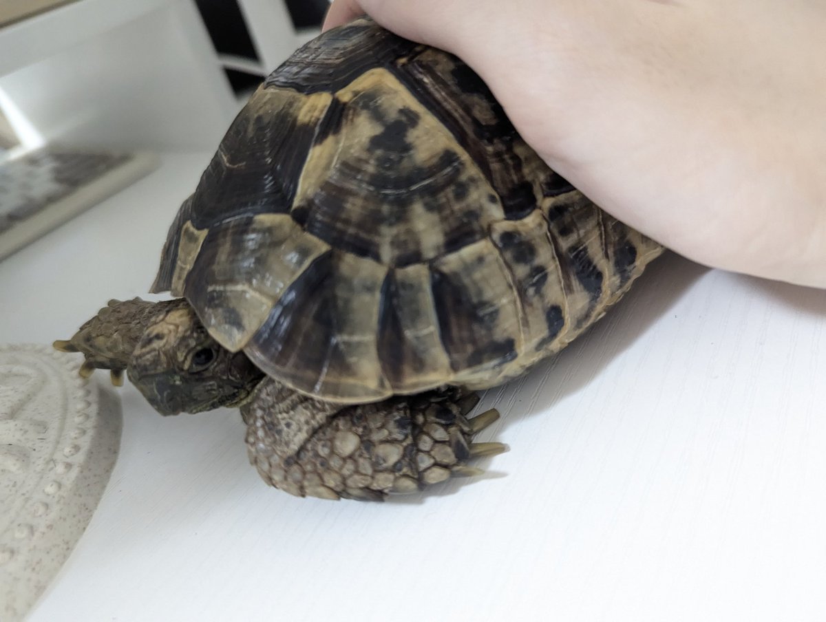 cureserane0414's tweet photo. 今日も一日

なんとか🐢さんと主は元気に暮らしております
なかなか更新できずすみません…
先日のよくきち🐢♨️と久しぶりに机の上の🐢さん、きじきちさんです🤗
やっぱり🐢さんと過ごすまったりタイムはとても好きです☺️ https://t.co/GZFV9IybZ2
