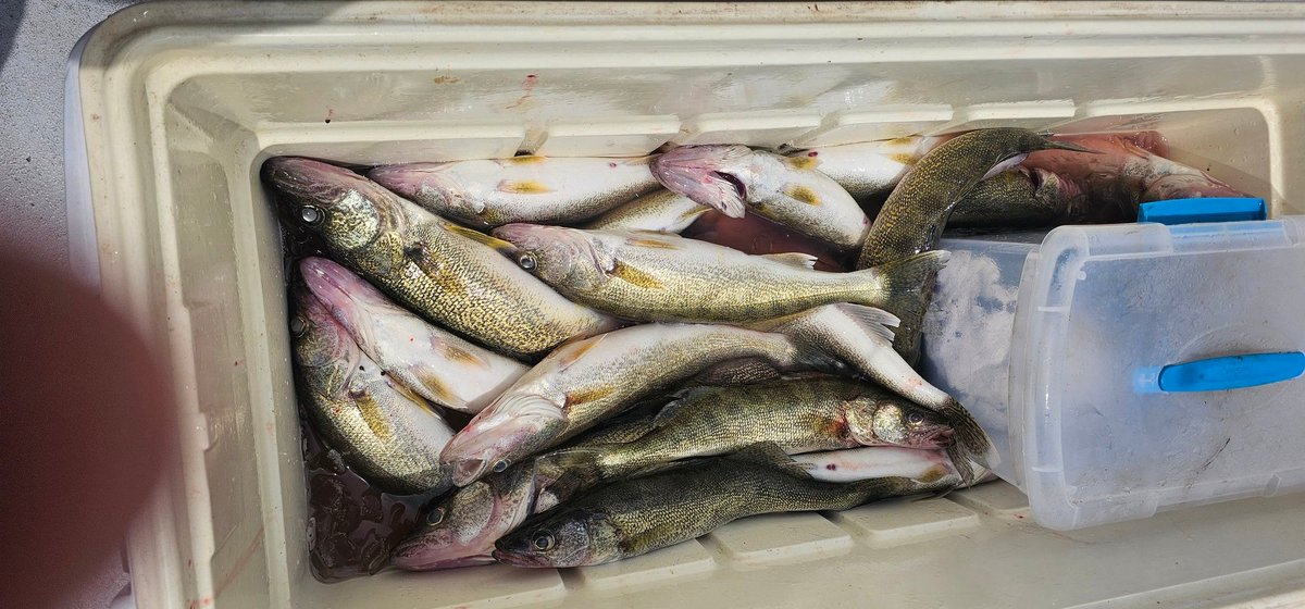 Pulled a nice eater limit today for 4 guys. Lake Erie 7 miles East of Kelly's. 33 FOW. Casting gold #4  blade, 1oz 18 count.