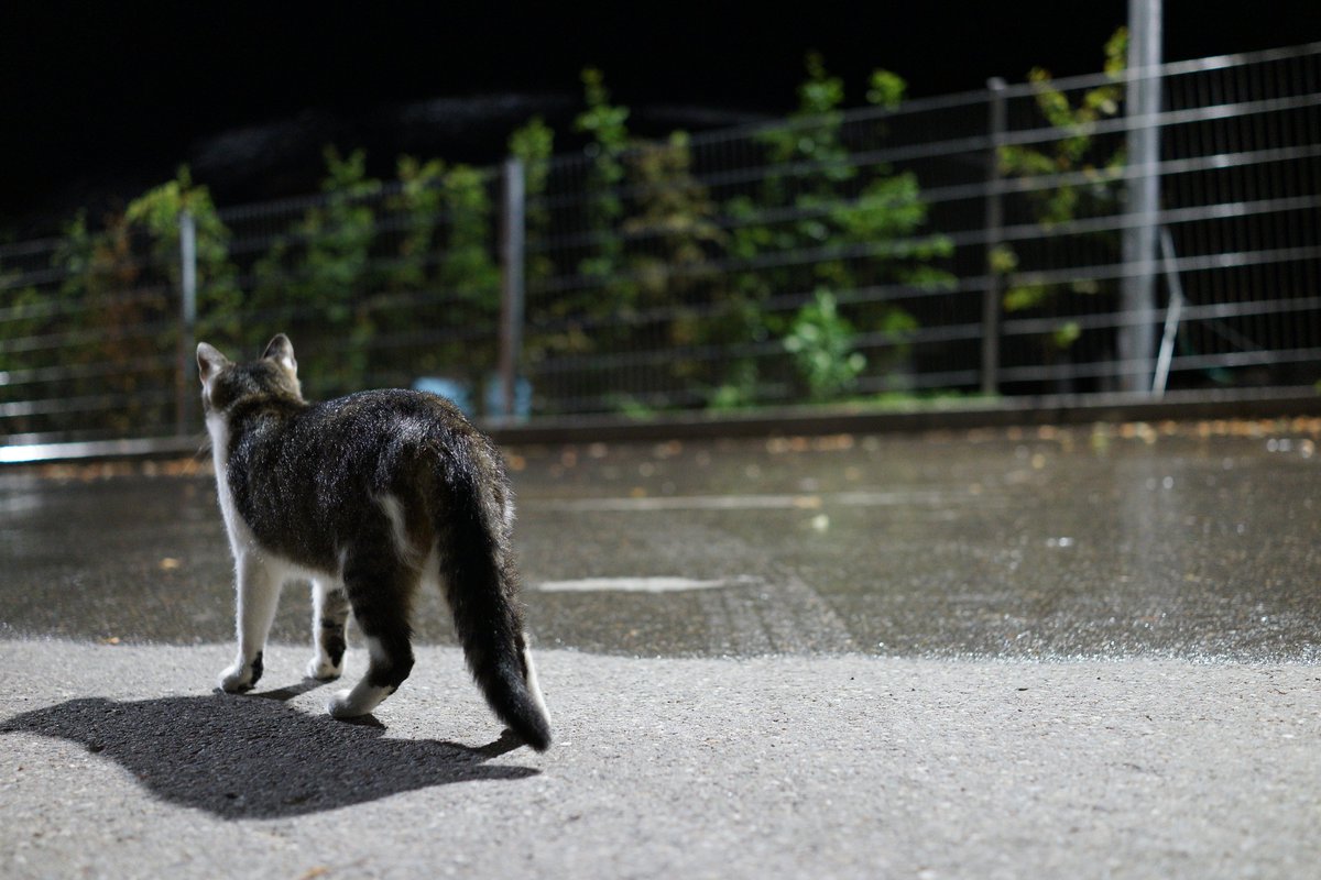 asphalt, wire mesh fence