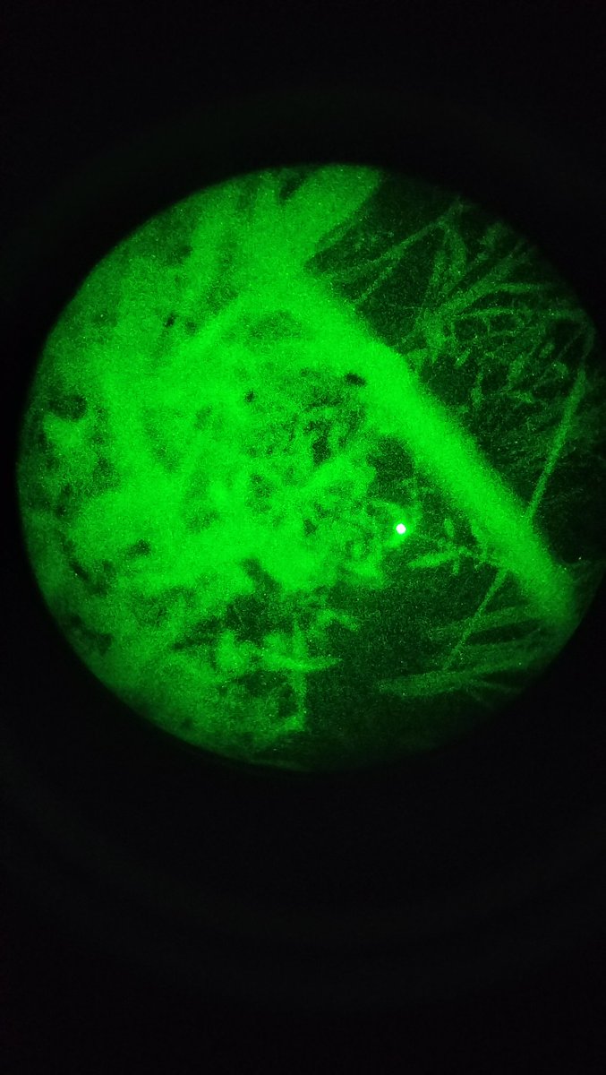 nori78118725's tweet image. 子供とホタルを見に行って来ました。ピントが合ってないけど光ってるの見えるかな？

＃pvs14