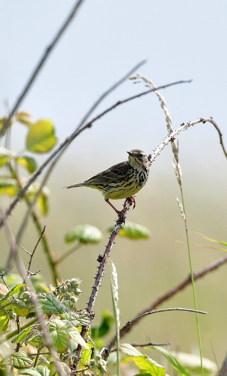 KELVIN NODEN ๐ฟ๐ฑ๐๐ณ (@kelvinnoden) on Twitter photo Beautiful sun kissed Meadow Pipit in the glorious morning Flamborough sunshine ๐ฅฐ <a href="/FlamboroughBird/">Flamborough Bird Observatory</a> Beautiful sun kissed Meadow Pipit in the glorious morning Flamborough sunshine ๐ฅฐ <a href="/FlamboroughBird/">Flamborough Bird Observatory</a>