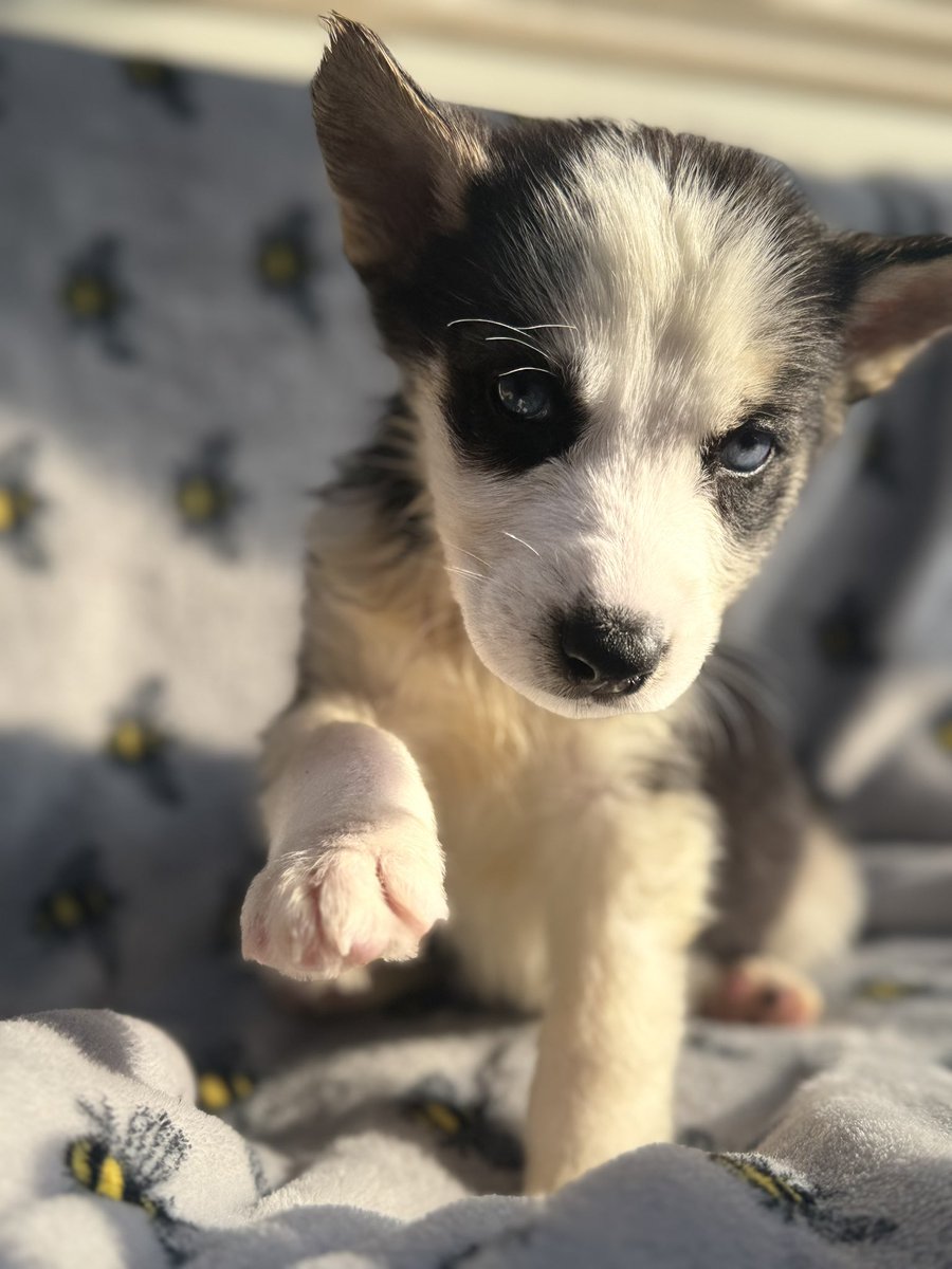 StepBroSteve's tweet image. Little fur babies