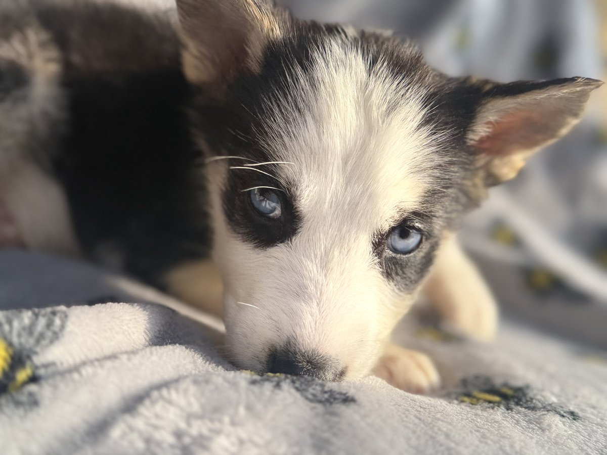 StepBroSteve's tweet image. Little fur babies