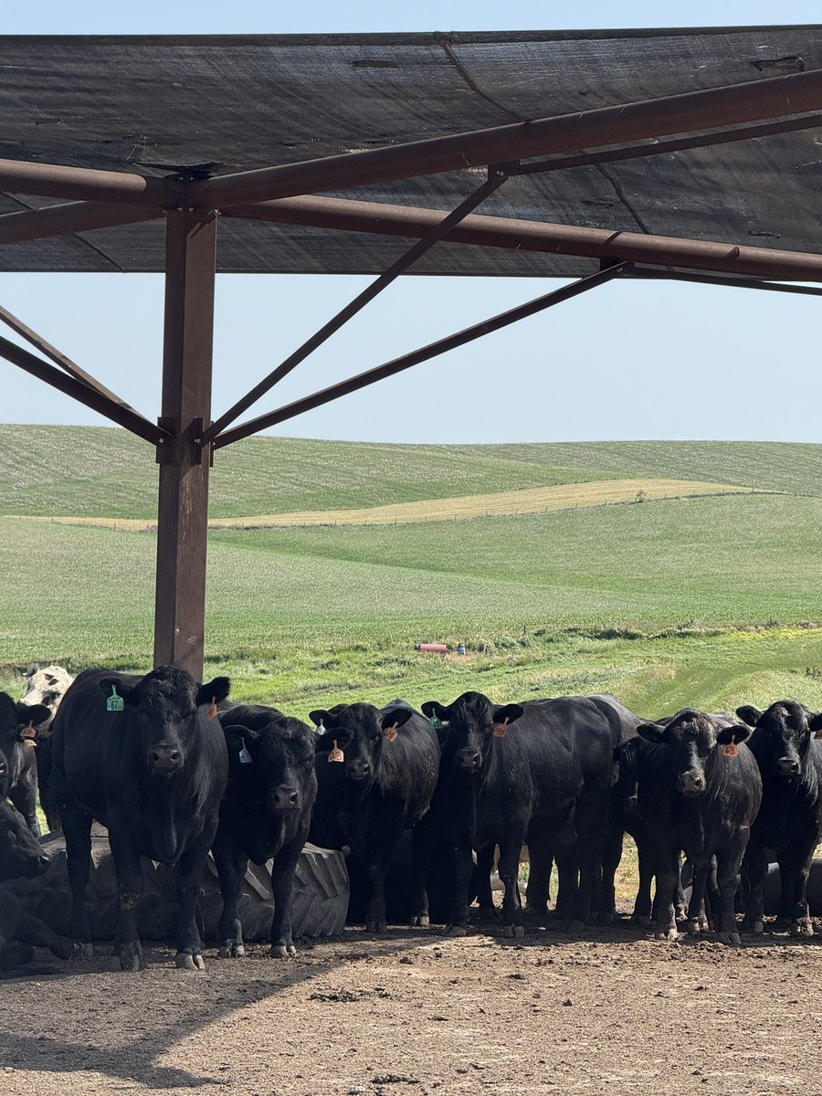 Cattle are handling the heat really well. The wind is certainly a big help. #heatwave2025