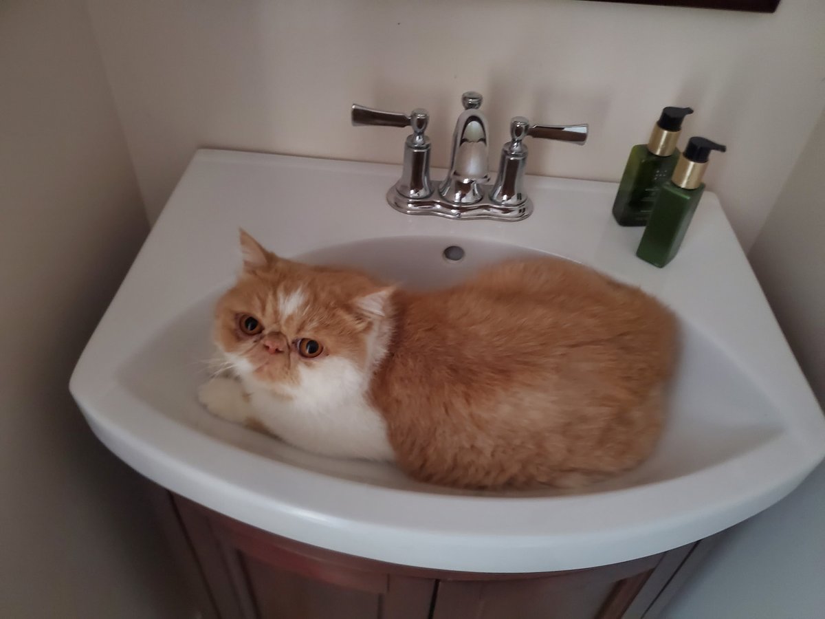 Mommy went out to visit relatives, I've been keeping cool in the sink, we are having a heat wave all week 😿