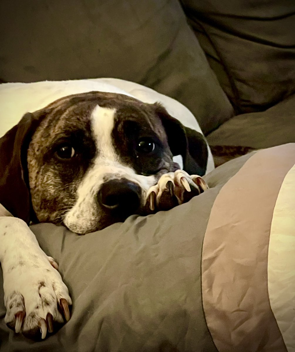 Lizards and Locations (@lizards_cast) on Twitter photo <a href="/ZettaSysStudios/">ZettaSys Studios</a> Happy Saturday y’all!!! Here’s our latest pod dog pic! And some shenanigans to enjoy this weekend!
Shout out to the fantastic <a href="/CritsOnly/">Only Crits</a> and <a href="/CDNcapamerica/">DM Mike ("C.Dave Walters" #CanadianCaptainAmerica)</a>
youtu.be/d3DnX_Z-FZQ <a href="/ZettaSysStudios/">ZettaSys Studios</a> Happy Saturday y’all!!! Here’s our latest pod dog pic! And some shenanigans to enjoy this weekend!
Shout out to the fantastic <a href="/CritsOnly/">Only Crits</a> and <a href="/CDNcapamerica/">DM Mike ("C.Dave Walters" #CanadianCaptainAmerica)</a>
youtu.be/d3DnX_Z-FZQ