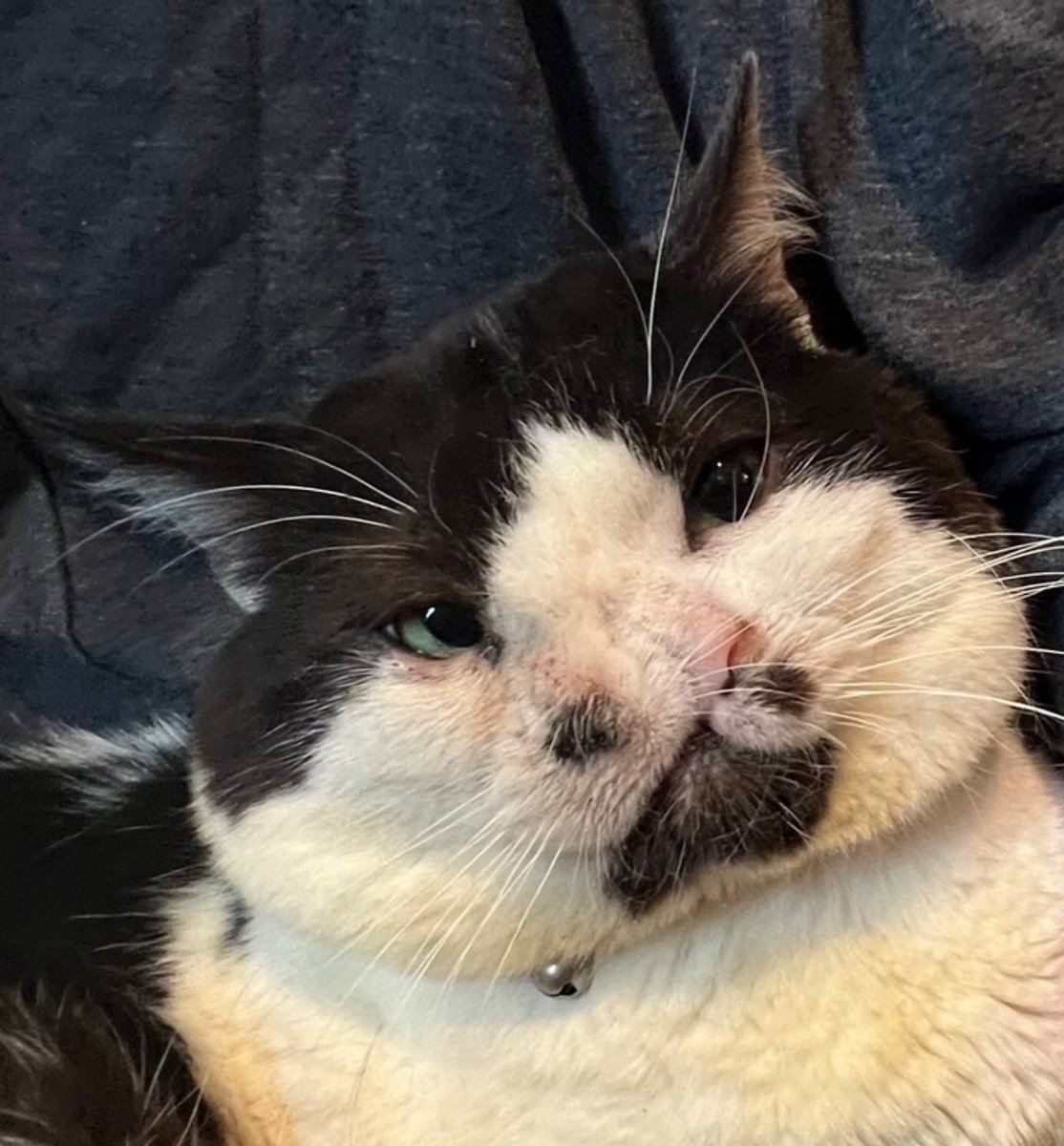 MemphisNose's tweet image. SUP