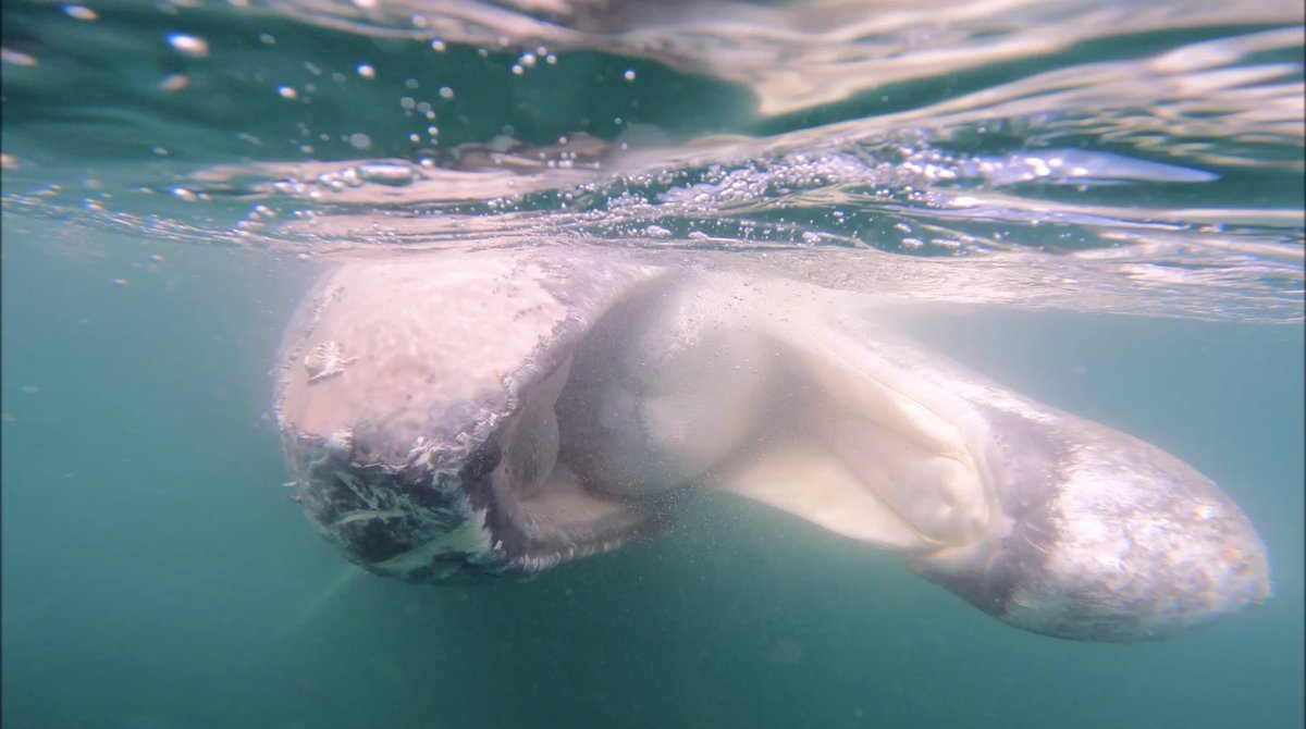 2025, el año más devastador para la #BallenaGris; murieron 92 y sólo nacieron 85 🐋 
Fotos: <a href="/primma_uabcs/">Programa de Investigacion de Mamíferos Marinos</a> 
Leer: 👉🏼 excelsior.com.mx/nacional/balle…