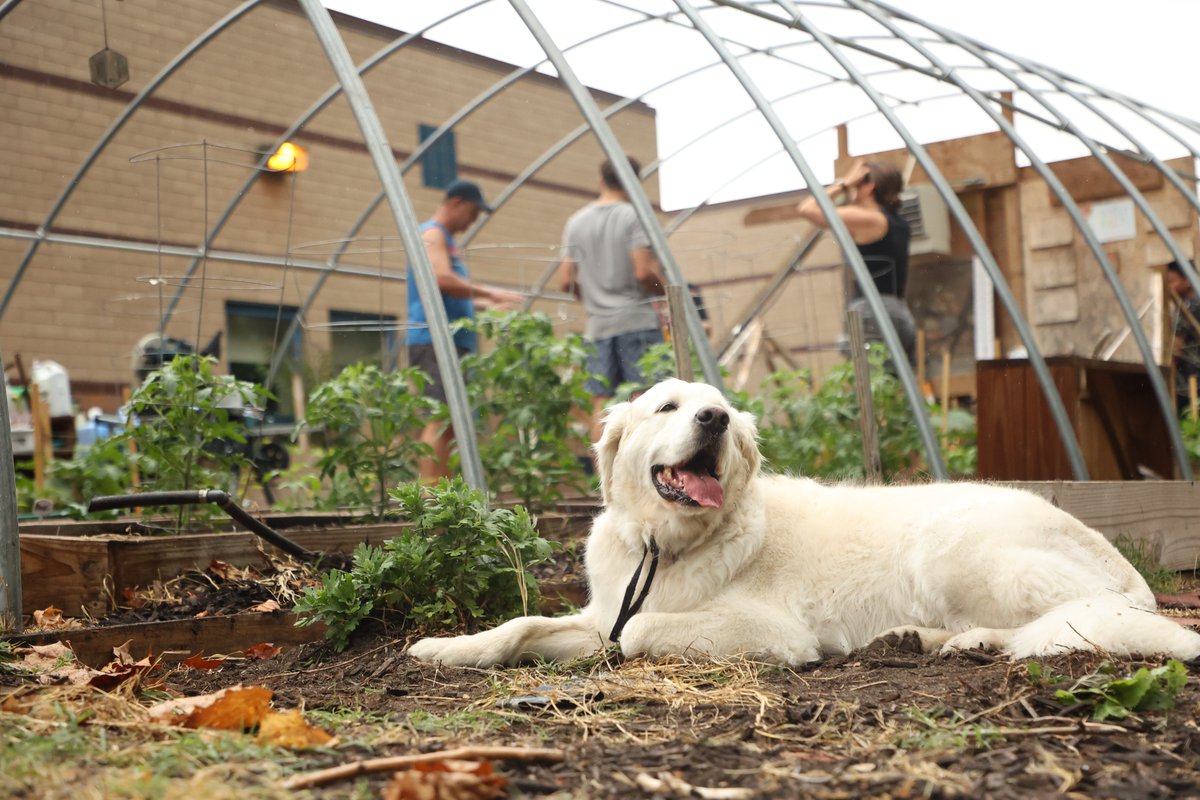 Off with the old cover, and on with the new. Plus, new irrigation for the HMS Greenhouse.  Thanks to volunteers for the hard work, Holland Educational Foundation for funding, and Bruno Bolt for supervision of the project.
hps.smugmug.com/Holland-Middle…