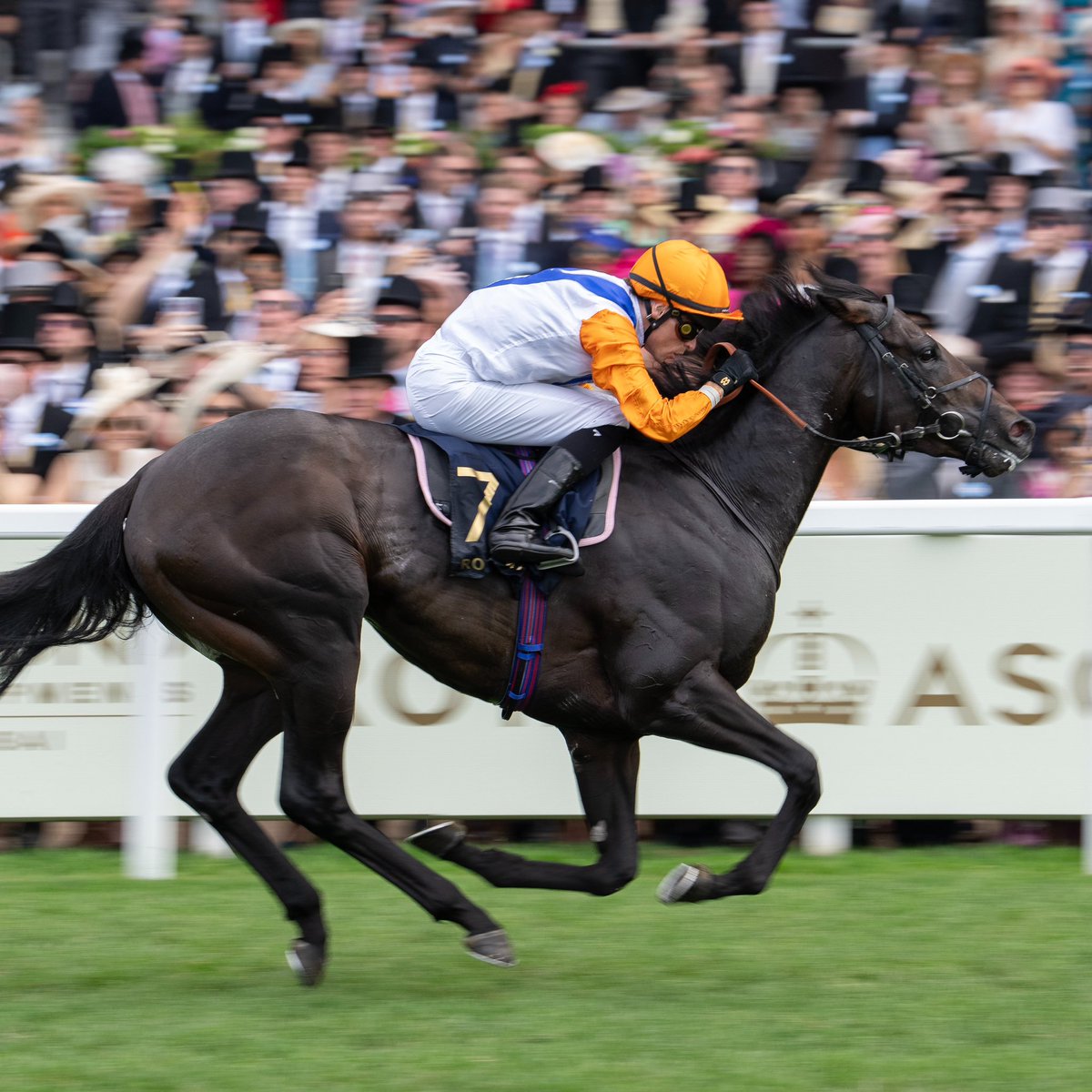ITBA_Official's tweet image. ๐ฎ๐ช๐ฐ๐๐๐๐ ๐๐๐๐
success on the final day of Royal @AscotRacecourse
๐ Rebelโs Romance bred by @godolphin
๐ Noble Champion bred by Thomas Foy & Lope De Vega Syndicate
#irishbred #royalascot