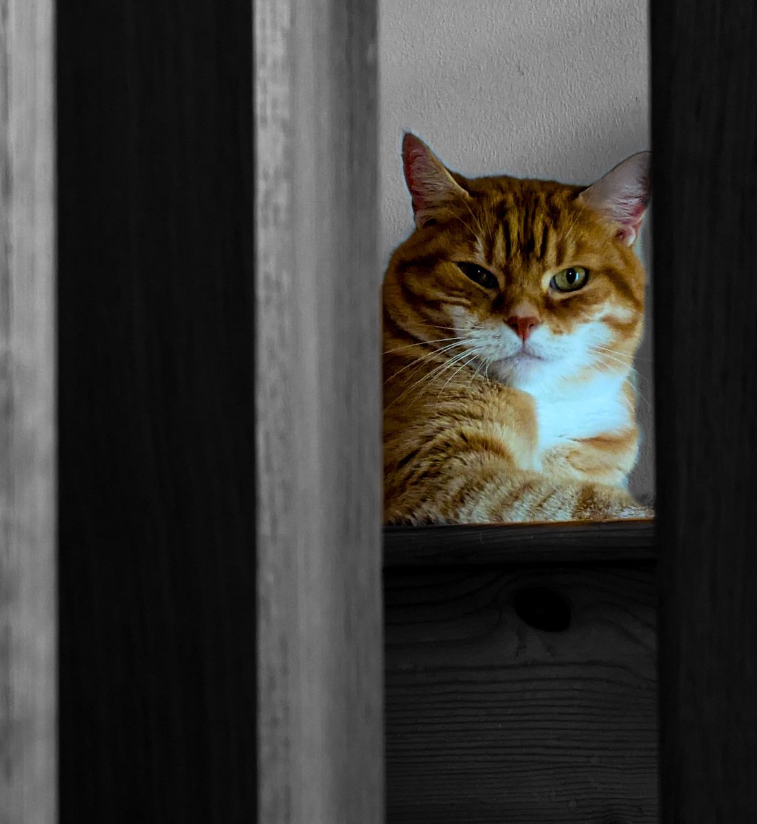jtatkinson666's tweet photo. "Public disapproval is the price I pay for writing."
Penny Junor.
Pixel 6 pro.
Standard lens
UK
#photographer #photography #art #writer #author #rejection #Cats #disapproval #cat https://t.co/huSIQbDMO3