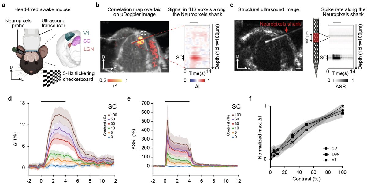 New paper in Imaging Neuroscience by Théo Lambert, Alan Urban, et al:

Functional ultrasound imaging and neuronal activity: How accurate is the spatiotemporal match?

doi.org/10.1162/IMAG.a…