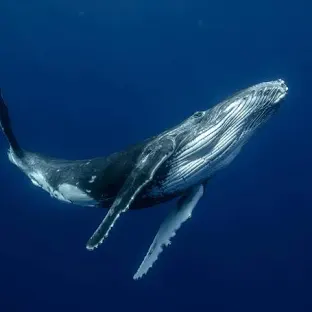 FranklinOrmaza1's tweet photo. Station D salutes to you all
21 june 2025
Summer solstice today.
We were lucky to find a vertebra of a marine mammal, a big one, probably humpback whale washed ashore at station D
It is well preserved, you can see the nerve ducts
We reporte it park rangers
@espol @fimcmespol https://t.co/xU5G7uFcTA