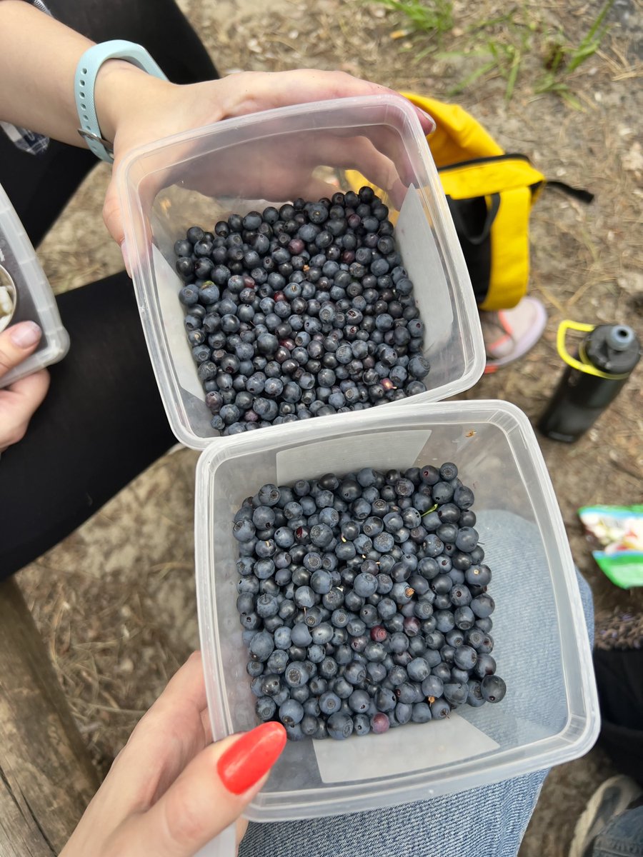 Насобирали с <a href="/grecha42/">Grecha 𓃡</a> черники